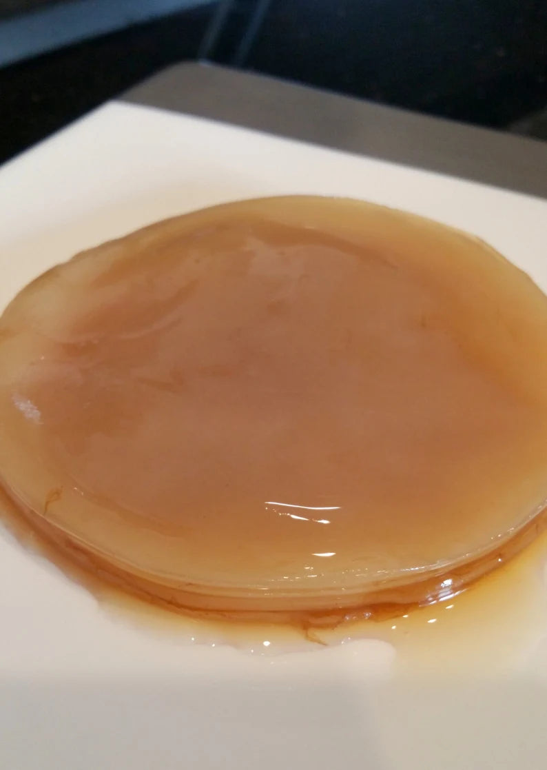 Kombucha SCOBY